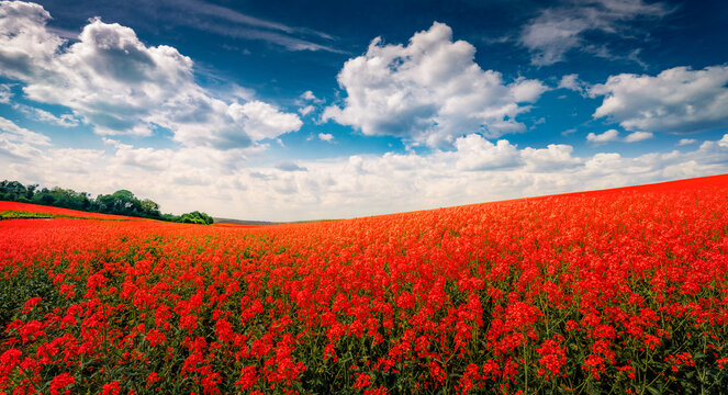 Red flower blooming in June. Colorful summer view of field of blossom colza. Amazing morning scene of countryside. Beauty of nature concept background.