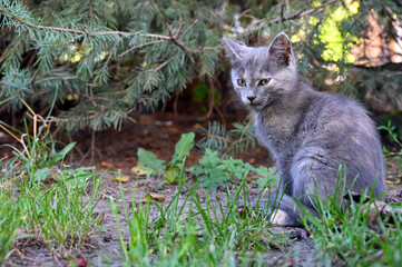 beautiful kitten sits on the grass in the courtyard of the house