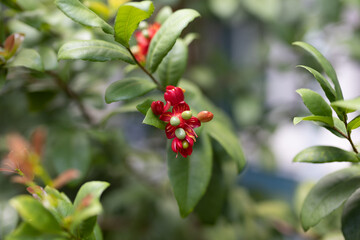 Obraz premium Close up Ochna kirkii or Mickey mouse plant.