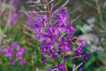 Mountain wild flowers shot in Andorra