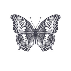 Butterfly isolated on white background. Vector