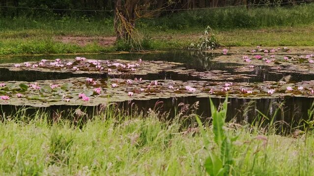 A pond with lilies. Large pond overgrown with water lilies.