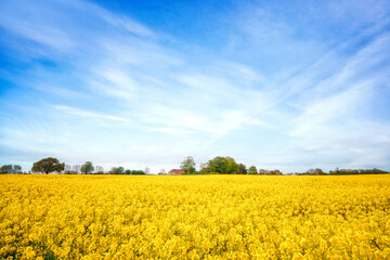 Yellow canola field in a rural scenery