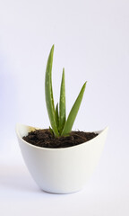 Aloe vera medicinal plant, also called aloe vera, Barbados aloe or Barbados aloe.