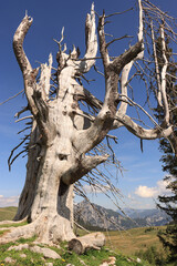 Märchenhafter Baumstamm am Wieslerhorn im Salzkammergut