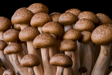 mushrooms grow on a black background, an ingredient for cooking