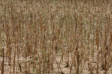 Fototapeta premium Ausschnitt von einem Rapsfeld abgeerntet in der Sonne an einem trockenen Sommer Tag