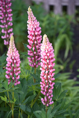 Obraz premium Bee Pollinating a Blooming Pink Lupine Flower