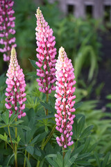 Budding and Blooming Pink Lupine Flower in a Garden