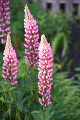 Pink Lupin Flowers Blooming in a Garden