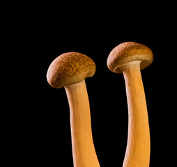 mushrooms grow on a black background, an ingredient for cooking