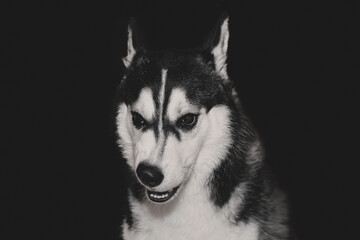 husky puppy portrait