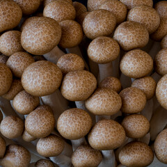 Fototapeta na wymiar mushrooms grow on a black background, an ingredient for cooking