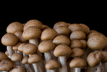 mushrooms grow on a black background, an ingredient for cooking