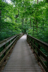 path in the forest
