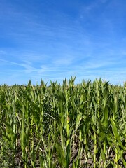 Green cornfield and blue sky background