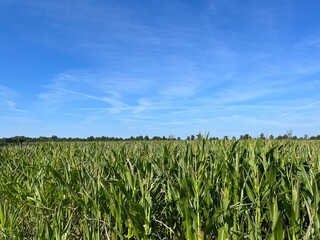 Green cornfield and blue sky background