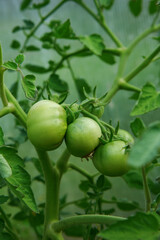 Green tomatoes. Tomato bushes in the greenhouse