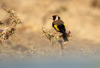 jilgueros en el campo en verano