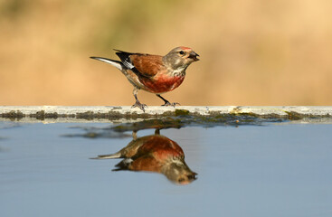 pardillo en el campo en verano