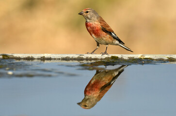 pardillo en el campo en verano