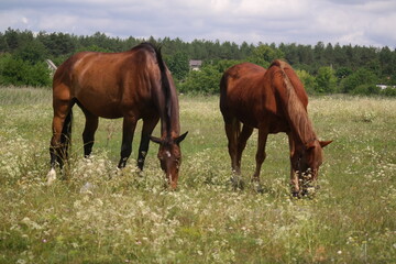 Obraz na płótnie Canvas horses in the field. horses eat grass. horse eyes and head. Beautiful horse on the green grass pasture. funny animals. drink the beauty of nature