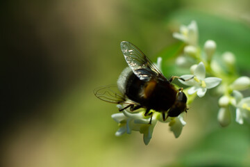 top view of Bombus terrestris on white flowers of Ligustrum vulgare during pollination