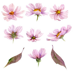 Watercolor set of hand drawn elements with autumn flowers, branches and leaves. Isolated on white background. Design for invitations, wedding or greeting cards, wallpaper, print, textile