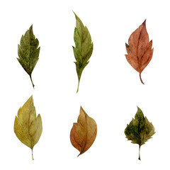 Watercolor hand drawn autumn leaves
