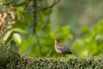 Turdus merula