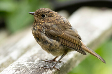 robin on bench