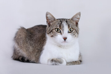 Beautiful Cat close up. Brown white Kitten with big green eyes. Care of pets. Kitten lies on a white background. Copy space. Cute Cat is lying and looking at the camera. Concept of adorable pets. 