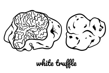 White truffle line art. Vector mushroom illustrations isolated on white background for book, market, restaurant menu design.
