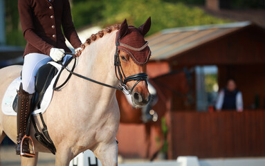 Dressage pony dun in the morning light with rider at a tournament, head portraits of the horse...
