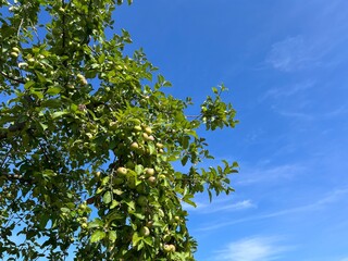 Fototapeta premium Fresh apples on the tree branches, organic apples