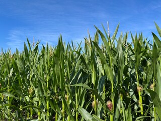 Green cornfield and blue sky background