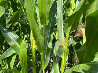 Fototapeta premium fresh green corn in the cornfield
