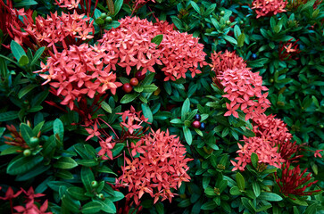 Beautiful Red Jungle Flame Flower Ixora coccinea. beautiful flower background