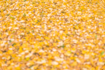 Seasonal autumn background of colorful leaves.