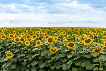 Obraz premium Landscape of endless field of sunflowers with large golden sunflower heads in sunset sunlight. Close-up of sunflower heads. Summer flower landscape, fresh wallpaper and nature concept for background.