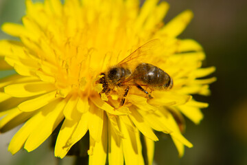 a bee collecting nectase from a dandelion