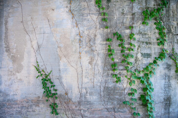 Background with plants growing on the old wall and rough texture