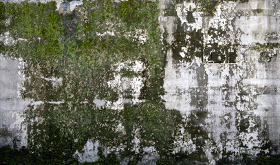Background with plants growing on the old wall and rough texture