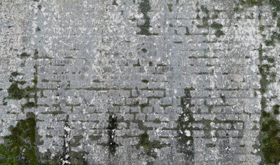 Background with plants growing on the old wall and rough texture