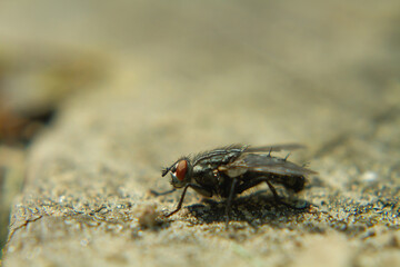 macro of a fly