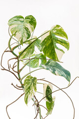 Beautiful variegated leaves of monstera albo borsigiana © Maksim Shebeko