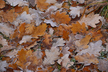 Oak leaves with the first frost of autumn