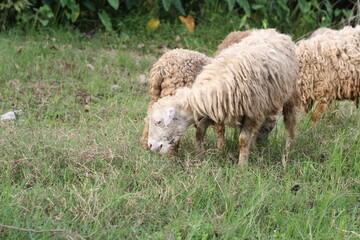 Closeup shot of a flock of sheep eating grass, a flock of sheep grazing on a meadow