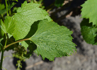 Chemical burn  on the grapevine plant. Wrinkled grape vine leaves with  chemical burn of...