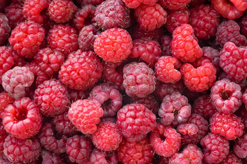 Raspberry background. Fresh red berries of ripe raspberries. organic berries